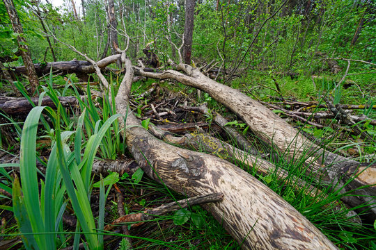 Biber-Fra&szlig;spuren im Nationalpark Polesie, Polen - beaver felled tree in Polesie National Park, Poland 