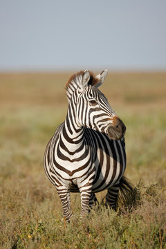 Zebra