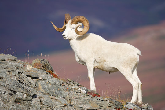 Dall Sheep