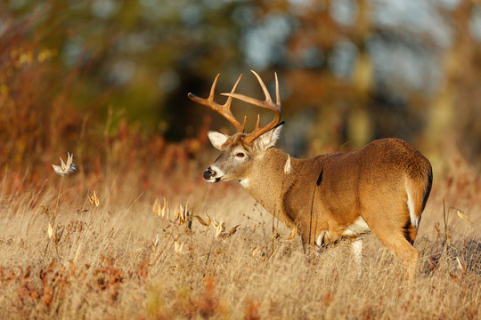 White-tailed Deer
