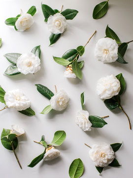 Flower flat lay of white camellias