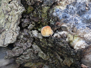 fungus on tree