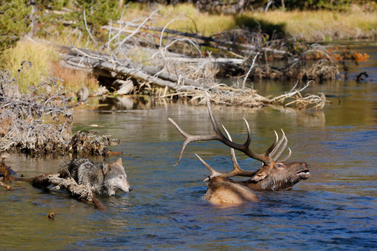 Wolf and Elk