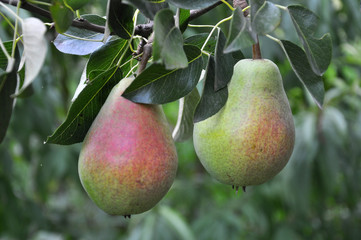 A pear ripens on a tree branch