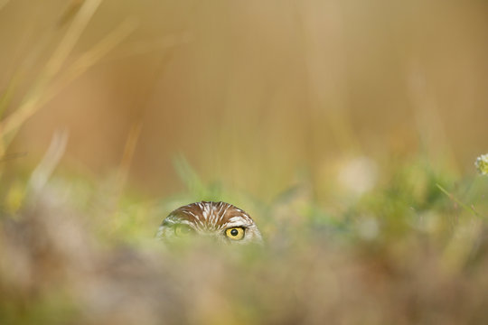 Burrowing Owl