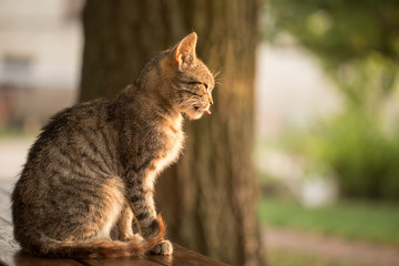 Gray domestic cat sits on the background of evening artistic light. gray cat against the background of evening light in the garden.