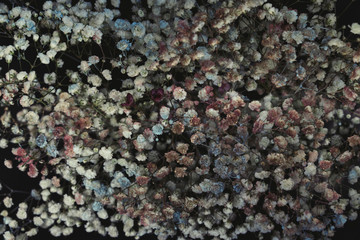 Many colorful small flowers on black background