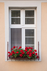 Red pelargonium flowers in a pot on the window of the house facade