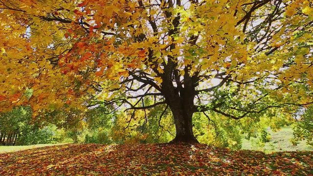 VIdeo of the autumn landscape with mapple tree. Colorful foliage in the fall park.