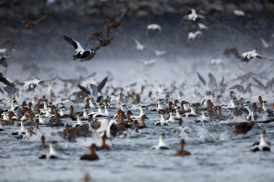 Common Eiders