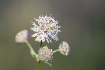 Flowering great masterwort (astrantia major). Astrantia major, a common name for a great masterwort, is a species of flowering plant in the Apiaceae family