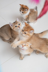 Cute British Longhair cat