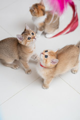 Cute British Longhair cat