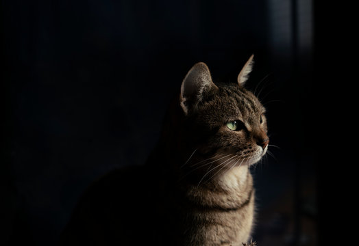 Serious looking cat half hidden vy dark