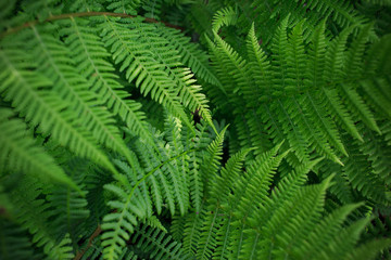 Fototapeta na wymiar fern in the forest as a graphic mosaic