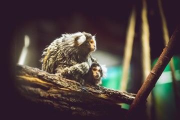 two white headed marmoset 