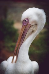 portrait of a pelican