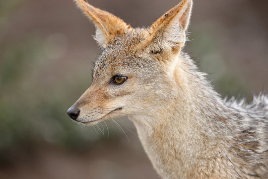 Black-backed Jackal