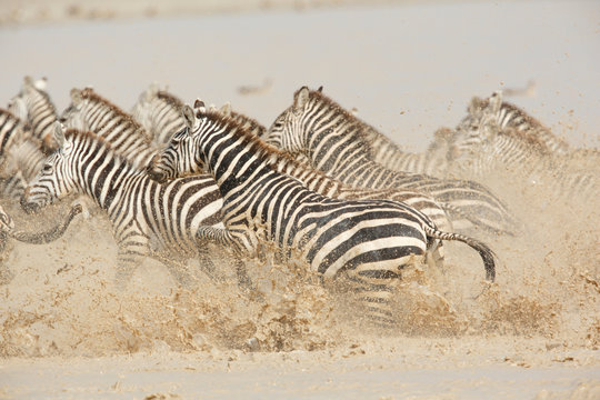 Zebra in Water