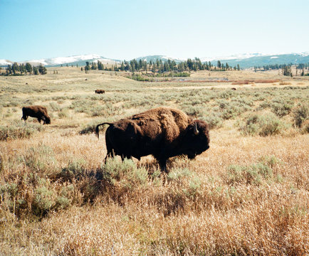 Buffalo on american planes