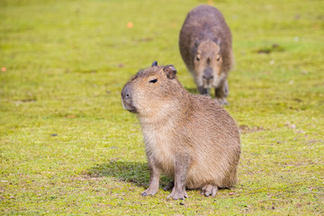 A parent waits for its baby to catch it up whilst looking for food.