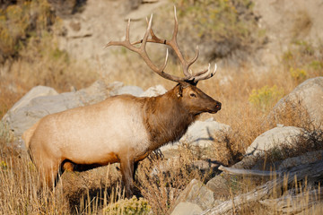 Bull Elk