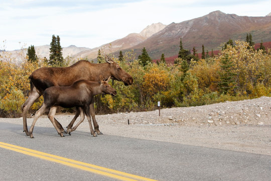 Moose in Road