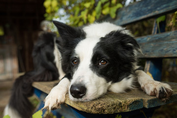 Border collie dog lying on a garden bench