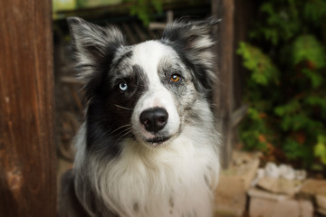 Border collie dog sitting in a garden arbor