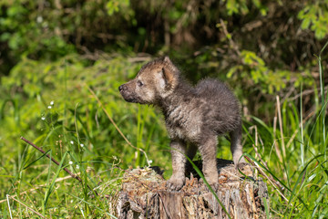 One month old wolf cub