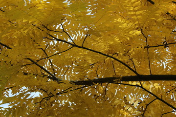 Yellow leaves with dark branches background