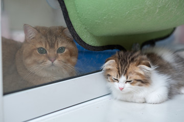 Cute British Longhair cat