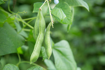 Green beans in the garden. Growing the beans (Phaseolus vulgaris). Green vines and leaves creeping on the vertical support. Green french beans plant in vegetables garden.