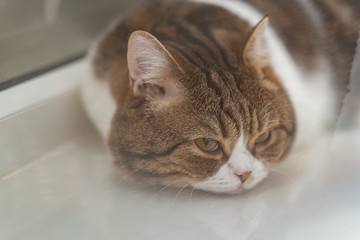 Cute British Longhair cat