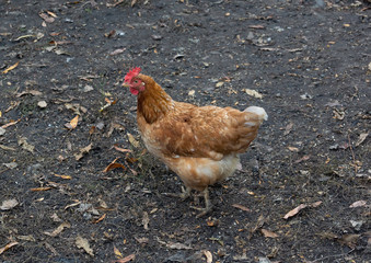 breeding of domestic chickens