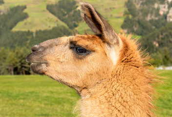 Fototapeta premium Portrait of a brown llama in the fields of South Tyrol, surrounded by nature.