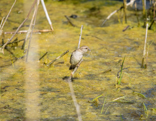 common sparrow with prey on a branch in the pond