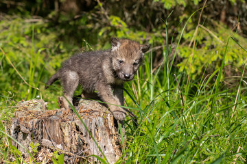 One month old wolf cub