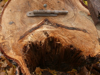 старый березовый пень с оконной задвижкой на нем