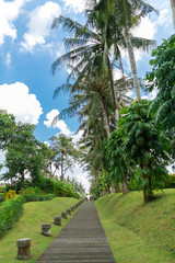 footpath in a tropical park. Tall palm trees and green lawn