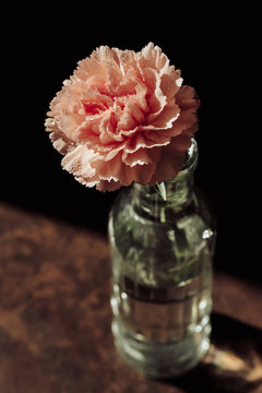 Coral carnation in a bottle