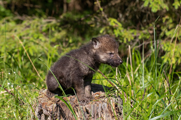 One month old wolf cub