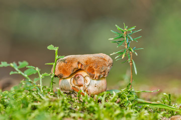 Boletus erythropus in the forest. Two boletus erythropus growing over the moss. Beautiful Boletus erythropus mushrooms among green moss on blackberry berries background, blurred background. 