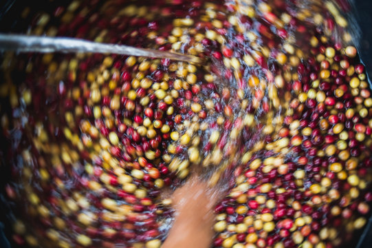 Wet Process Coffee