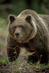Obraz na płótnie Canvas Big brown bear