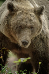 European brown bear close-up