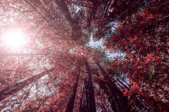Red skyview tree tops.