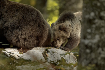 Bear cub exploring with mother