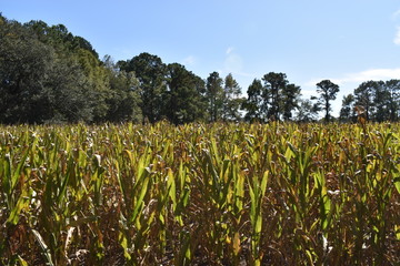 corn maze. corn field. pumpkin patch. 