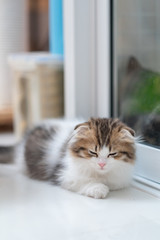 Cute British Longhair cat